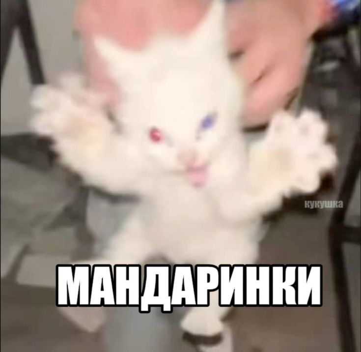 Мандаринки